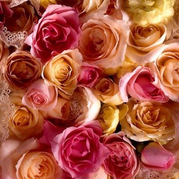 http://i.p-cards.ru/lib/Flowers/Roses/014.jpg