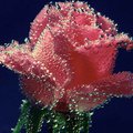 Розы | Виртуальные открытки