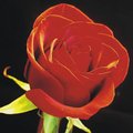 Roses | Virtual postcards