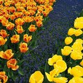 Тюльпаны | Виртуальные открытки