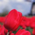 Tulips | Virtual postcards