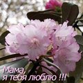 Mothers Day (RUS) | Virtual postcards